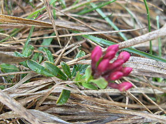 Fiore viola - cfr. Daphne cneorum